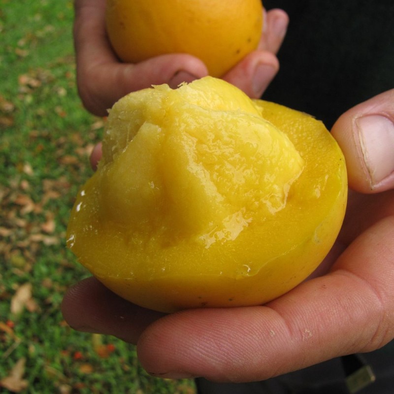 Yellow mangosteen - Seeds