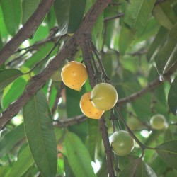 Yellow mangosteen - Seeds