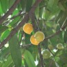 Yellow mangosteen - Seeds