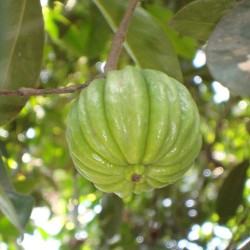 Goraka - Seeds