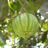 Goraka - Seeds