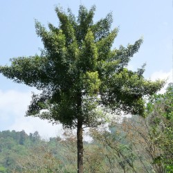 Goraka - Seeds