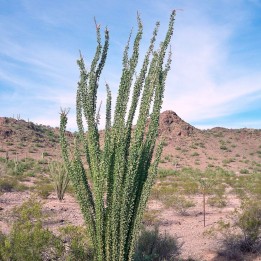 Ocotillo - Seeds