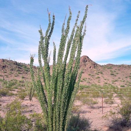 Ocotillo - Seeds
