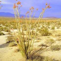 Ocotillo - Seeds