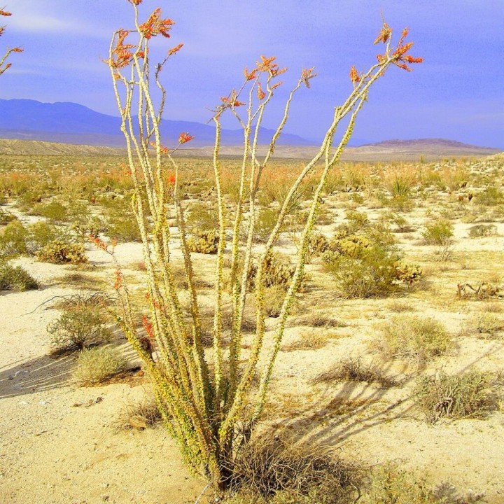 Ocotillo - Seeds