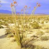 Ocotillo - Seeds