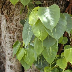 Sacred fig - Seeds