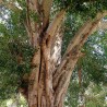 Sacred fig - Seeds