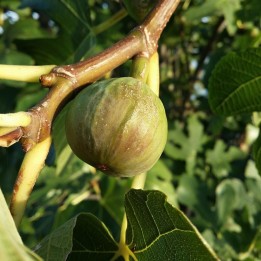 Common fig - Seeds