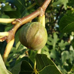 Common fig - Seeds