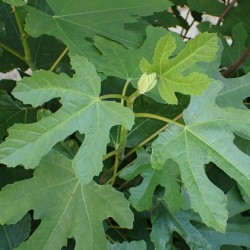 Common fig - Seeds