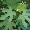 Common fig - Seeds