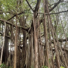 Indian banyan - Seeds
