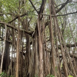 Indian banyan - Seeds