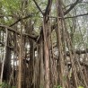 Indian banyan - Seeds
