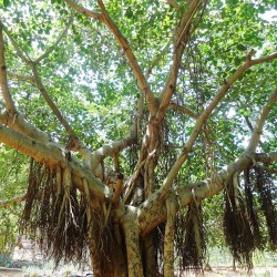 Indian banyan - Seeds