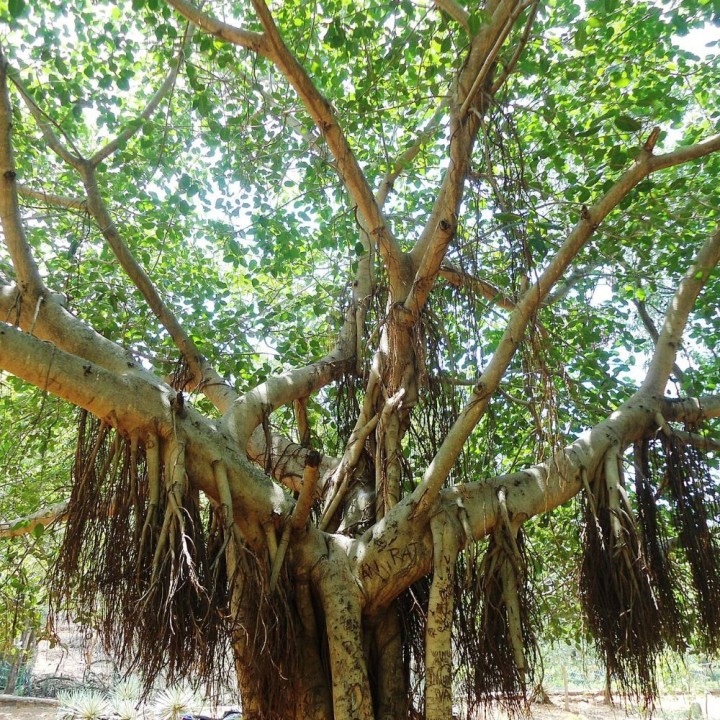 Indian banyan - Seeds