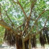 Indian banyan - Seeds