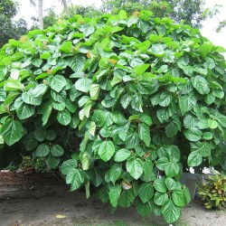 Elephant Ear Fig - Seeds