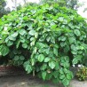 Elephant Ear Fig - Seeds