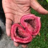 Elephant Ear Fig - Seeds