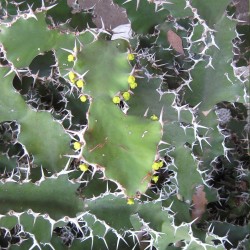 Cow's Horn Euphorbia - Seeds