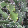 Cow's Horn Euphorbia - Seeds