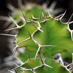 Cow's Horn Euphorbia - Seeds