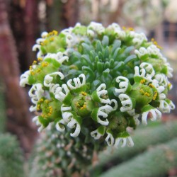 Medusa's head - Seeds