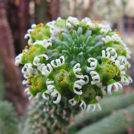 Medusa's head - Seeds