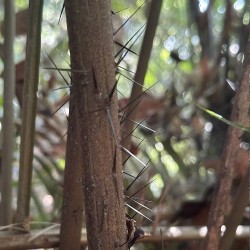 Spiny Bornean palm - Seeds