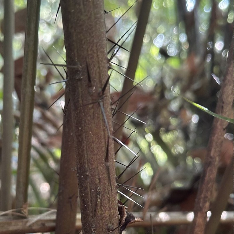 Spiny Bornean palm - Seeds