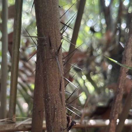 Spiny Bornean palm - Seeds Spiny Bornean palm - Seeds