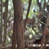 Spiny Bornean palm - Seeds