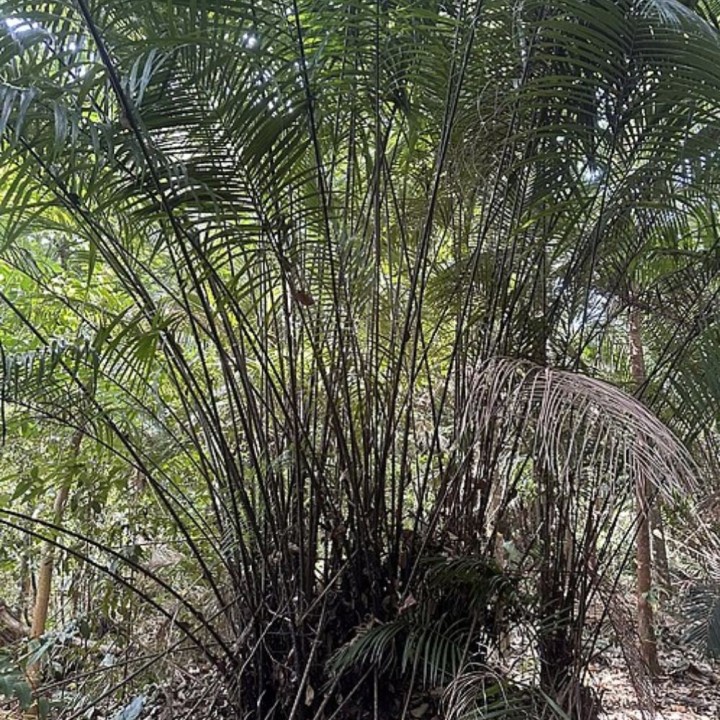 Spiny Bornean palm - Seeds