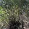 Spiny Bornean palm - Seeds