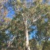 Manna gum - Seeds