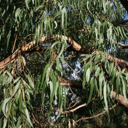 Manna gum - Seeds