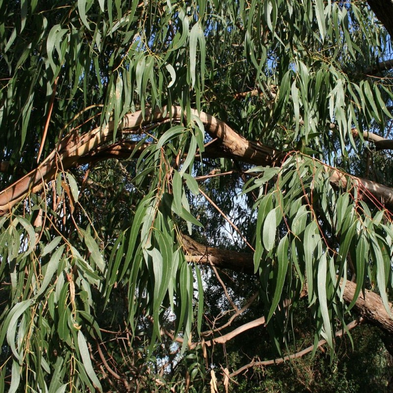 Manna gum - Seeds