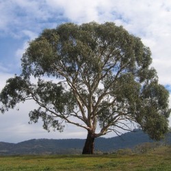 Candlebark gum - Seeds