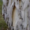 Candlebark gum - Seeds