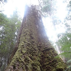Giant ash - Seeds