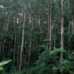 Giant ash - Seeds