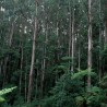 Giant ash - Seeds