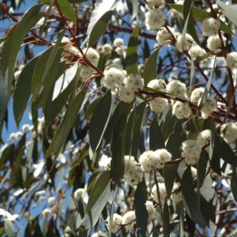 Snow gum - Seeds