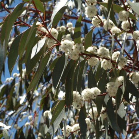 Snow gum - Seeds