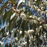 Snow gum - Seeds