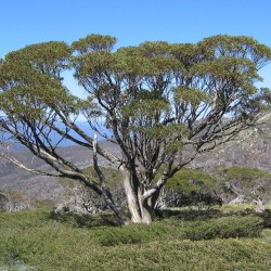Snow gum - Seeds