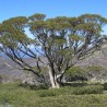 Snow gum - Seeds